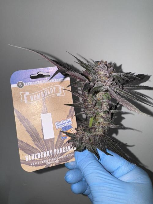 Fluffy Pancakes 🥞. Week 15