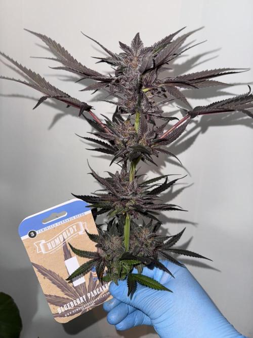 Fluffy Pancakes 🥞. Week 15