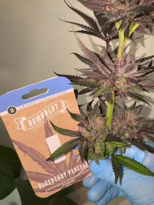 Fluffy Pancakes 🥞