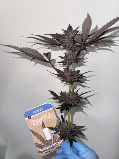 Fluffy Pancakes 🥞. Week 15