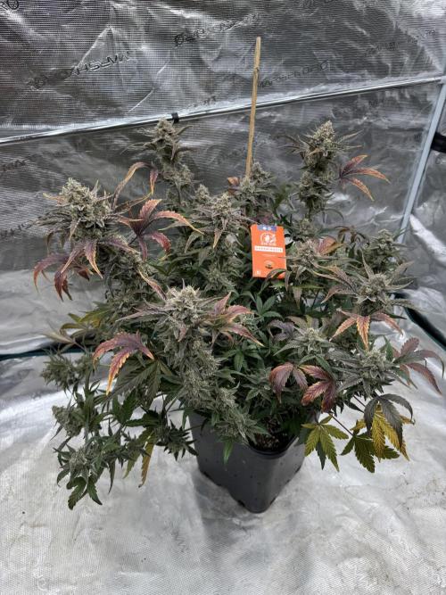 🥈 Strongest auto 25. Week 10