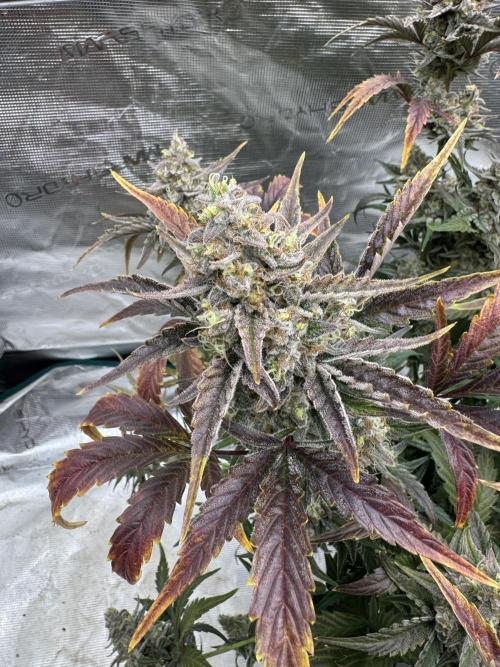 🥈 Strongest auto 25. Week 10