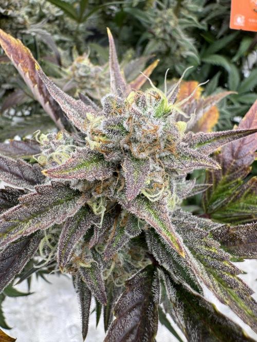 🥈 Strongest auto 25. Week 10