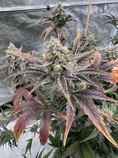 🥈 Strongest auto 25. Week 10