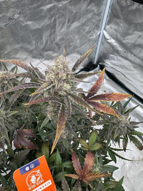 🥈 Strongest auto 25. Week 10