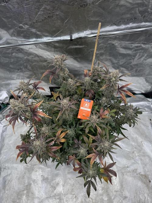 🥈 Strongest auto 25. Week 10