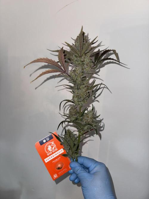 🥈 Strongest auto 25. Week 10