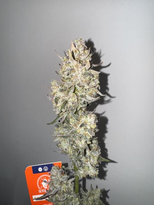 🥈 Strongest auto 25. Week 10