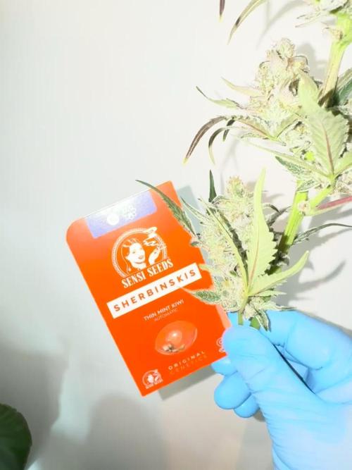 🥈 Strongest auto 25