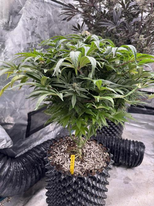 🔙 to the Future. Week 15