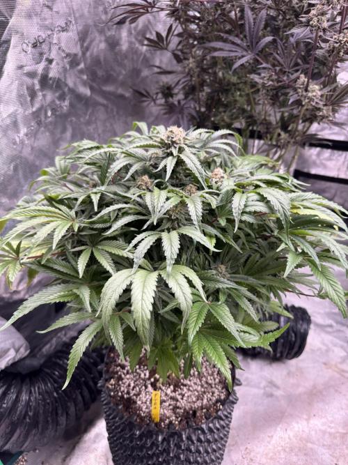 🔙 to the Future. Week 15