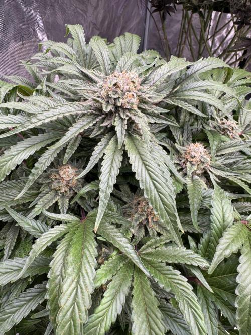 🔙 to the Future. Week 15