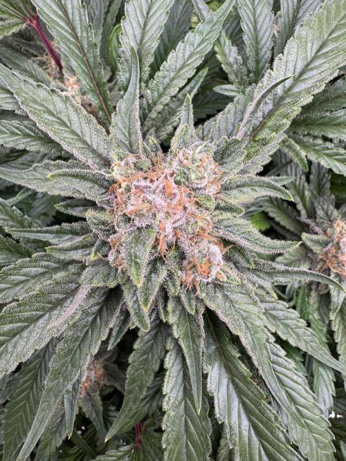 🔙 to the Future. Week 15