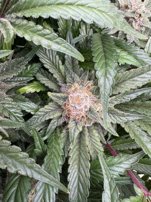 🔙 to the Future. Week 15