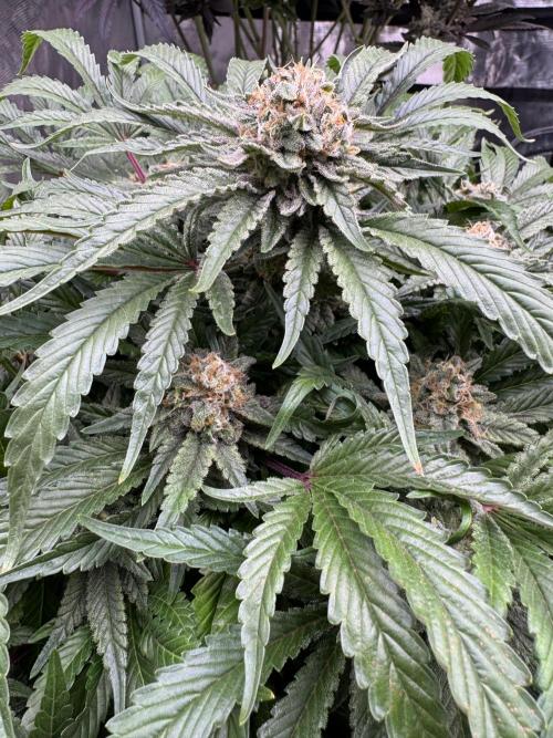 🔙 to the Future. Week 15