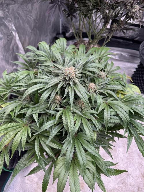 🔙 to the Future. Week 15