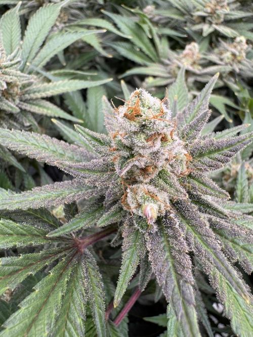 Citrus Slurpee 🍊🥤. Week 16