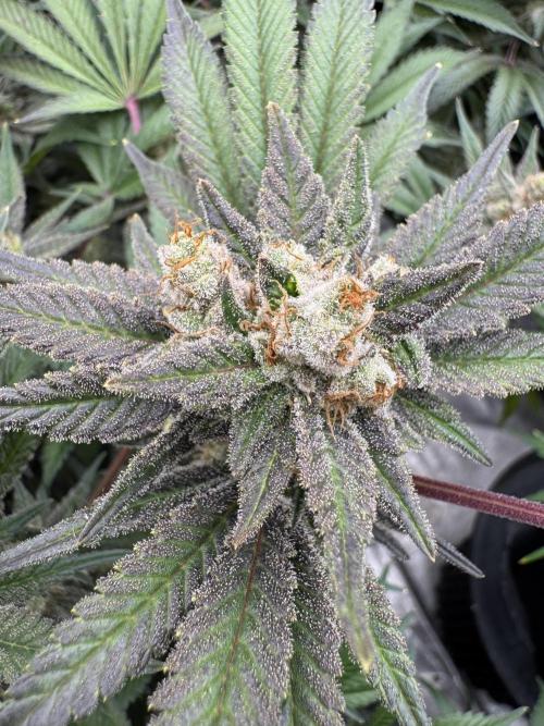 Citrus Slurpee 🍊🥤. Week 16