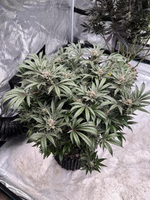 Citrus Slurpee 🍊🥤. Week 16