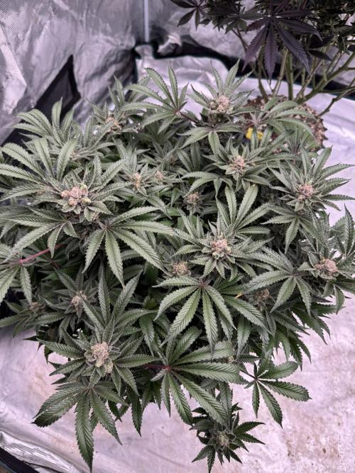 Citrus Slurpee 🍊🥤. Week 16