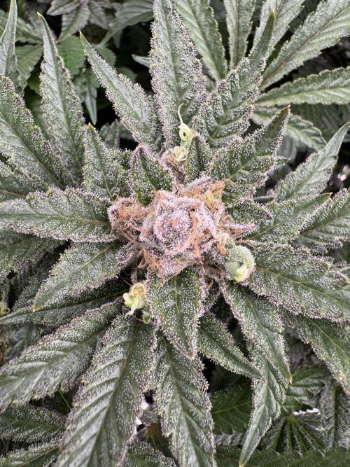 Citrus Slurpee 🍊🥤. Week 16