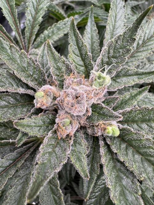 Citrus Slurpee 🍊🥤. Week 16