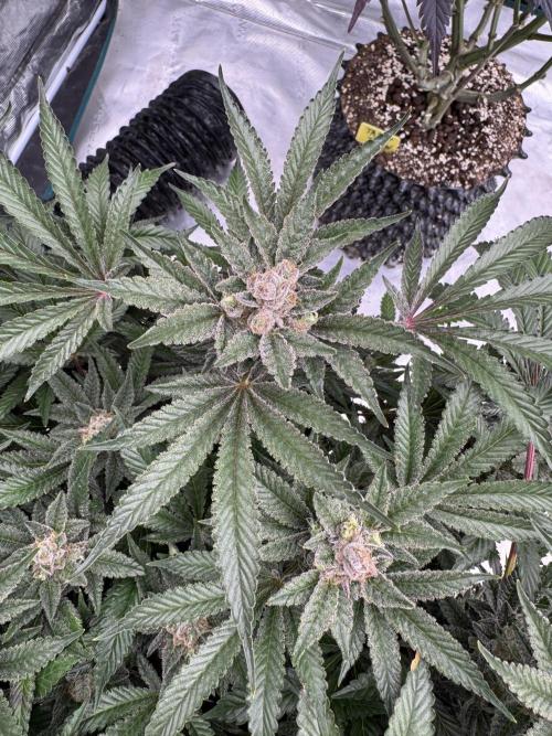 Citrus Slurpee 🍊🥤. Week 16