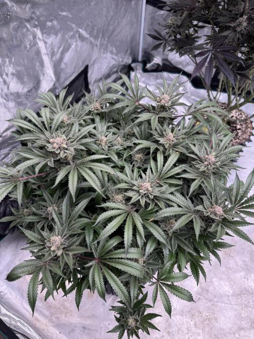 Citrus Slurpee 🍊🥤. Week 16