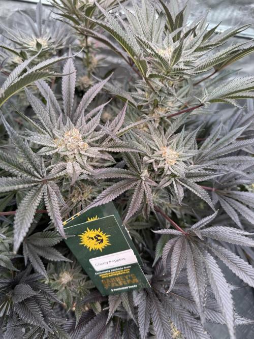 Cherry Poppers 🔞. Week 16