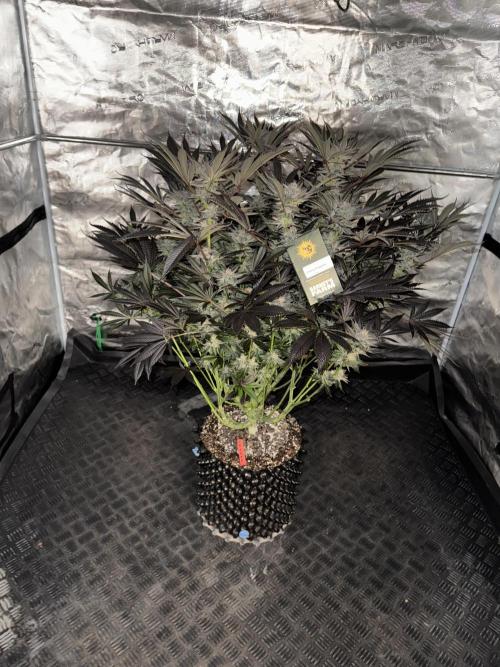 Cherry Poppers 🔞. Week 16