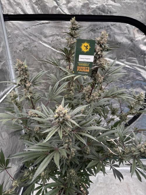 Cherry Poppers 🔞. Week 16