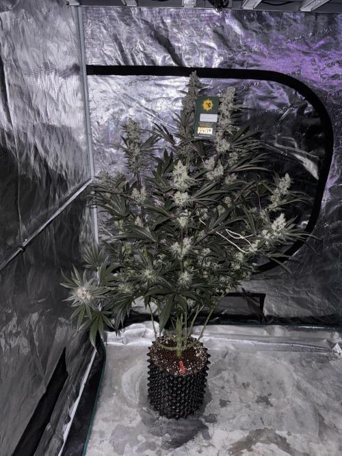 Cherry Poppers 🔞. Week 16