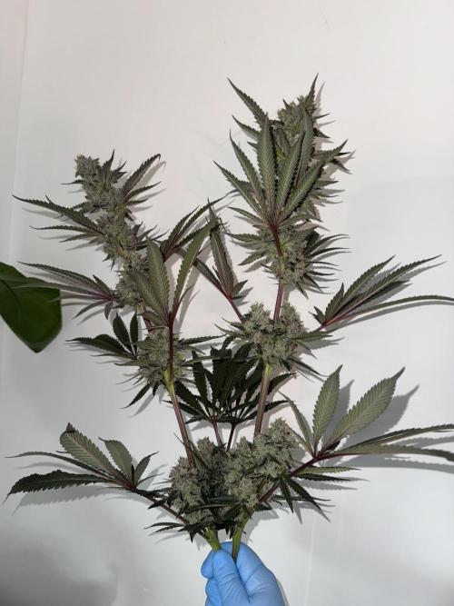 Cherry Poppers 🔞. Week 16