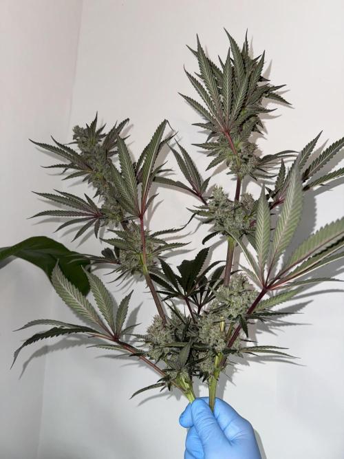 Cherry Poppers 🔞. Week 16