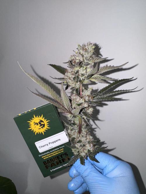 Cherry Poppers 🔞. Week 16