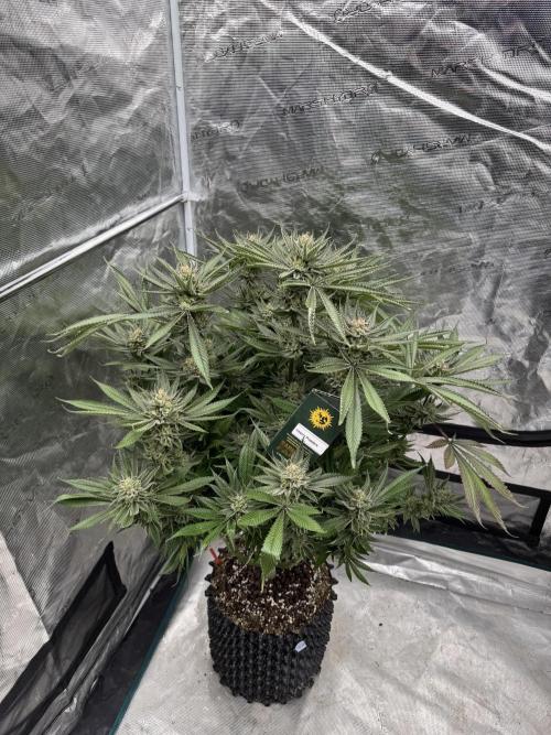 Cherry Poppers 🔞. Week 16