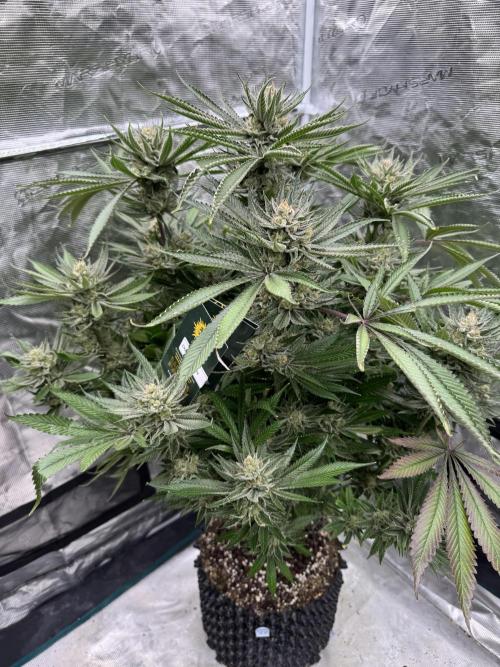 Cherry Poppers 🔞. Week 16