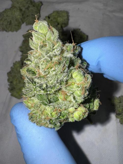 Cherry Poppers 🔞. Week 16