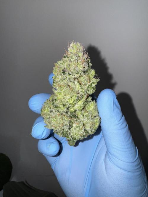 Cherry Poppers 🔞. Week 16