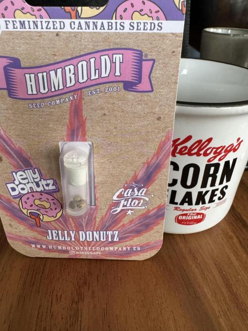 Doughnut Time 🍩. Week 0