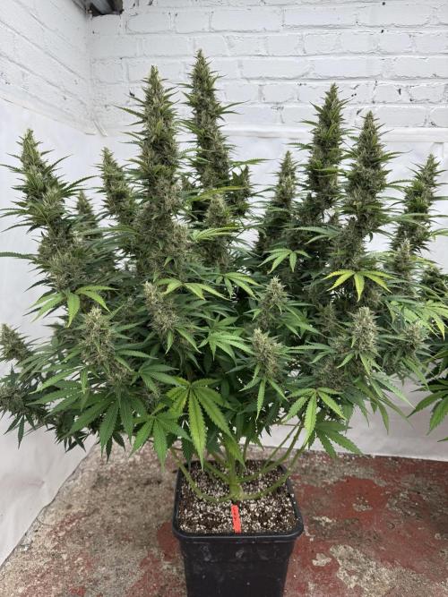 In a Galaxy far…🛸. Week 11