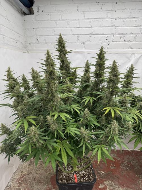 In a Galaxy far…🛸. Week 11