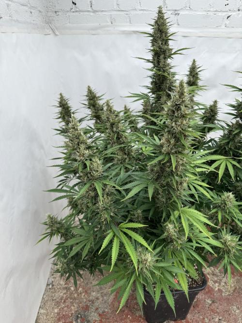 In a Galaxy far…🛸. Week 11