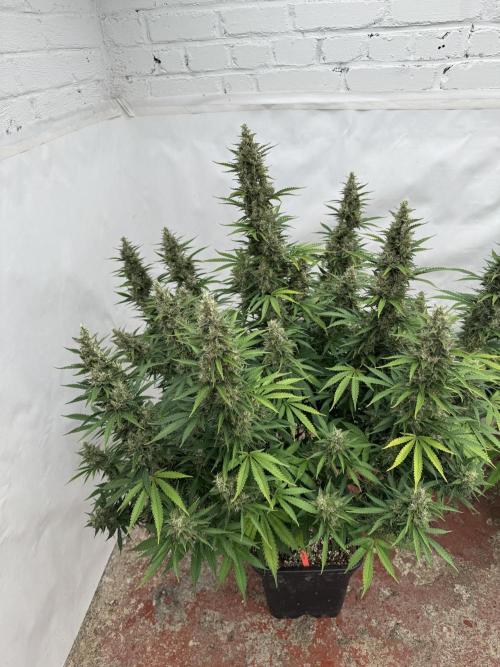 In a Galaxy far…🛸. Week 11