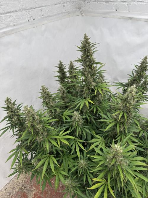 In a Galaxy far…🛸. Week 11