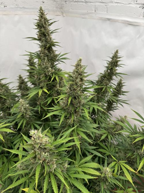 In a Galaxy far…🛸. Week 11