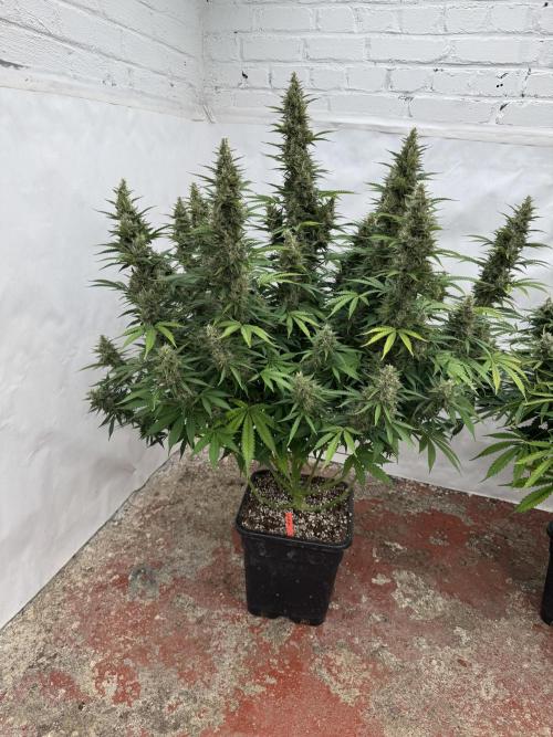 In a Galaxy far…🛸. Week 11