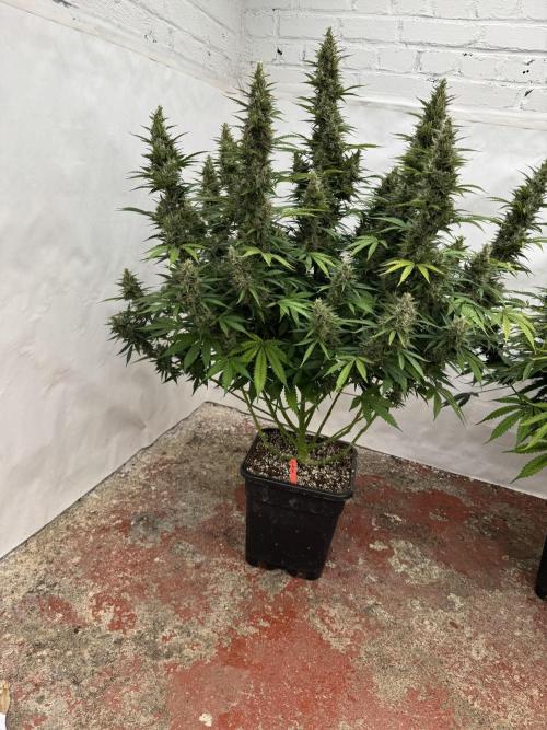 In a Galaxy far…🛸. Week 11