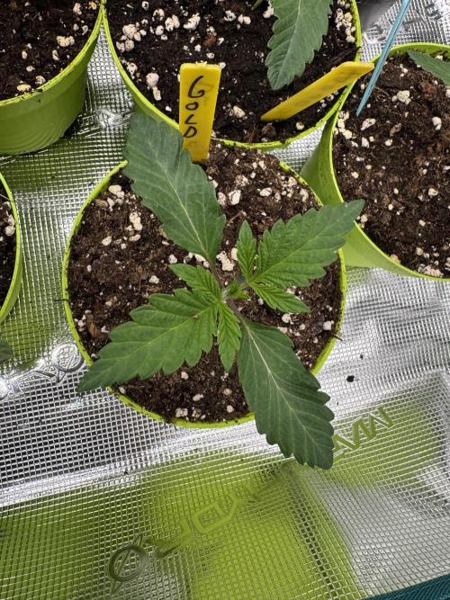 Golden sands 🏜️. Week 1