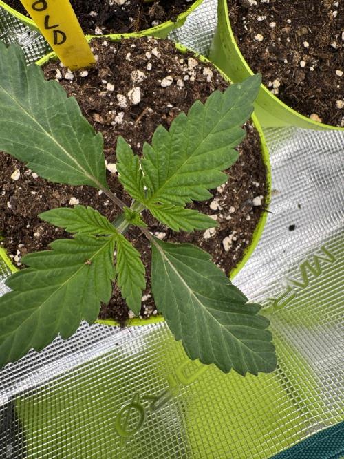 Golden sands 🏜️. Week 1